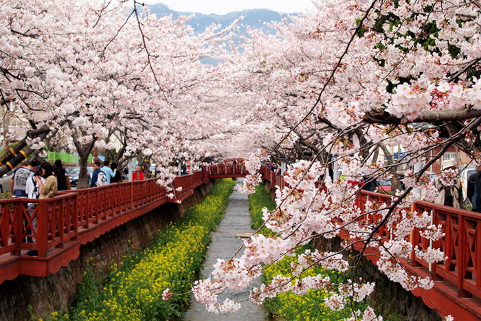 韓国の慶州・鎮海（ジンヘ）桜ツアー4日間