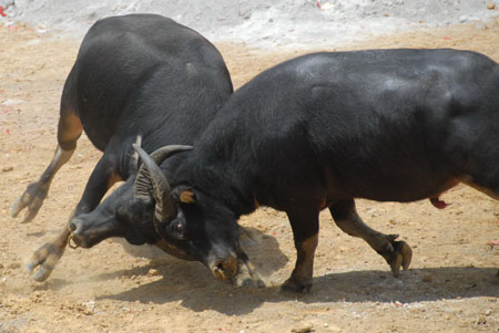 情熱と太陽の国”スペイン”「闘牛」文化との密接な関係